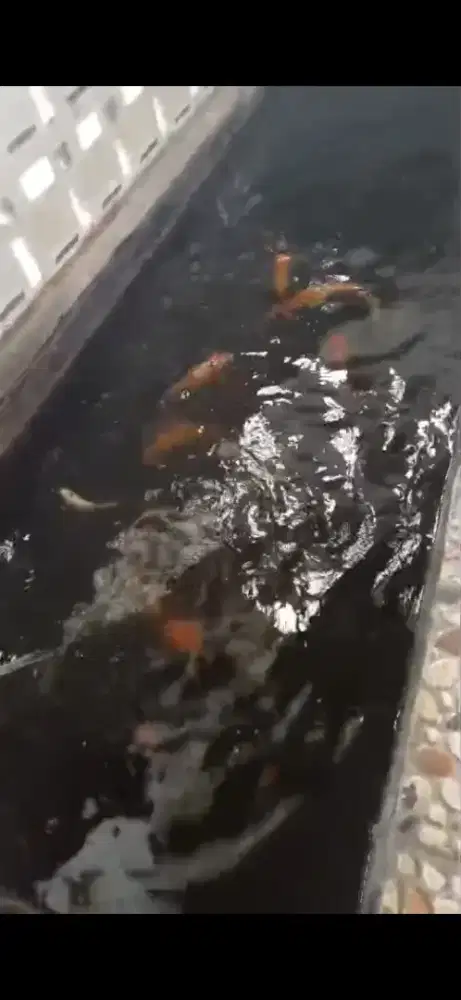 jual ikan koi borongan 1 kolam