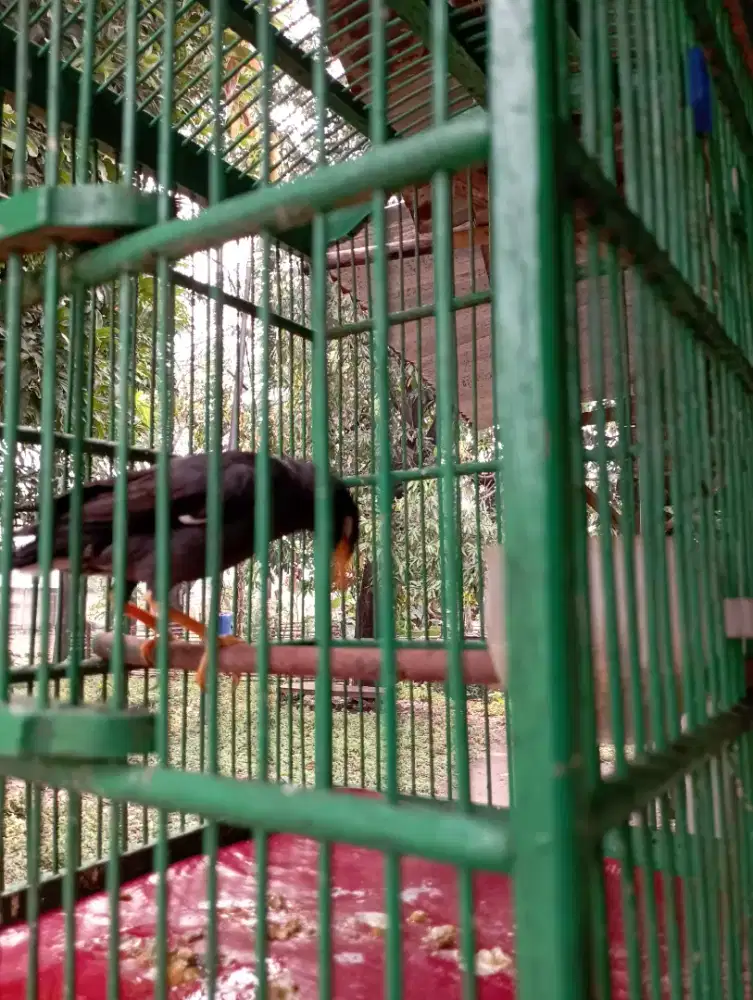 Jalbo berisik masih muda