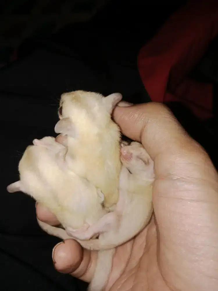 Joey sugar glider creamino jantan betina