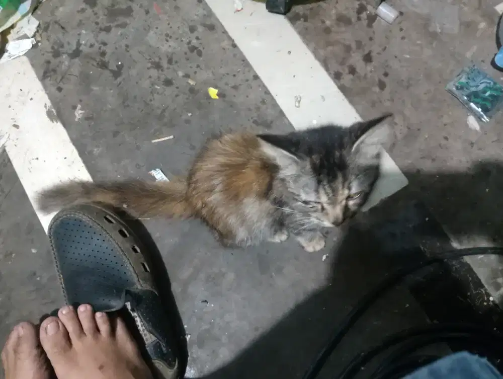 Jual Kucing Persia Campuran