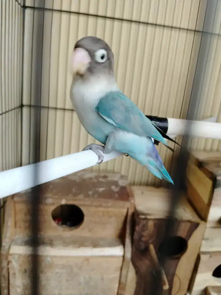 Lovebird blue ice Jantan