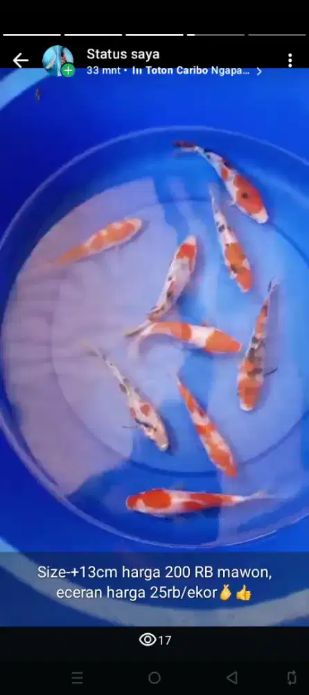 Jual ikan koi size-+13cm