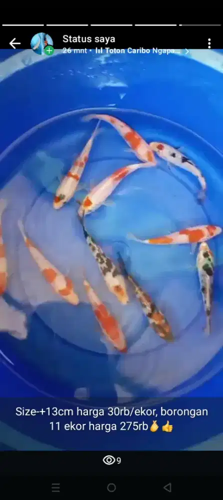 Dijual ikan koi pilihan size -+13 cm
