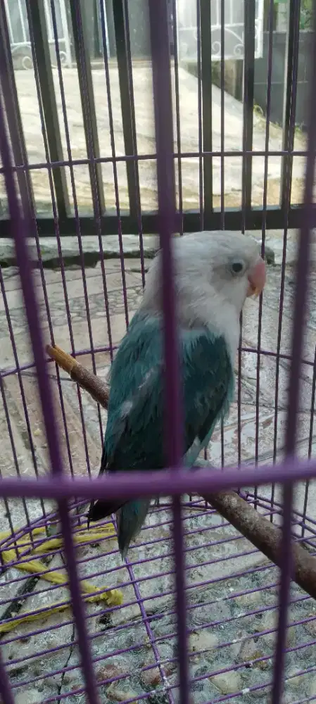 Lovebird love bird Biola Blue