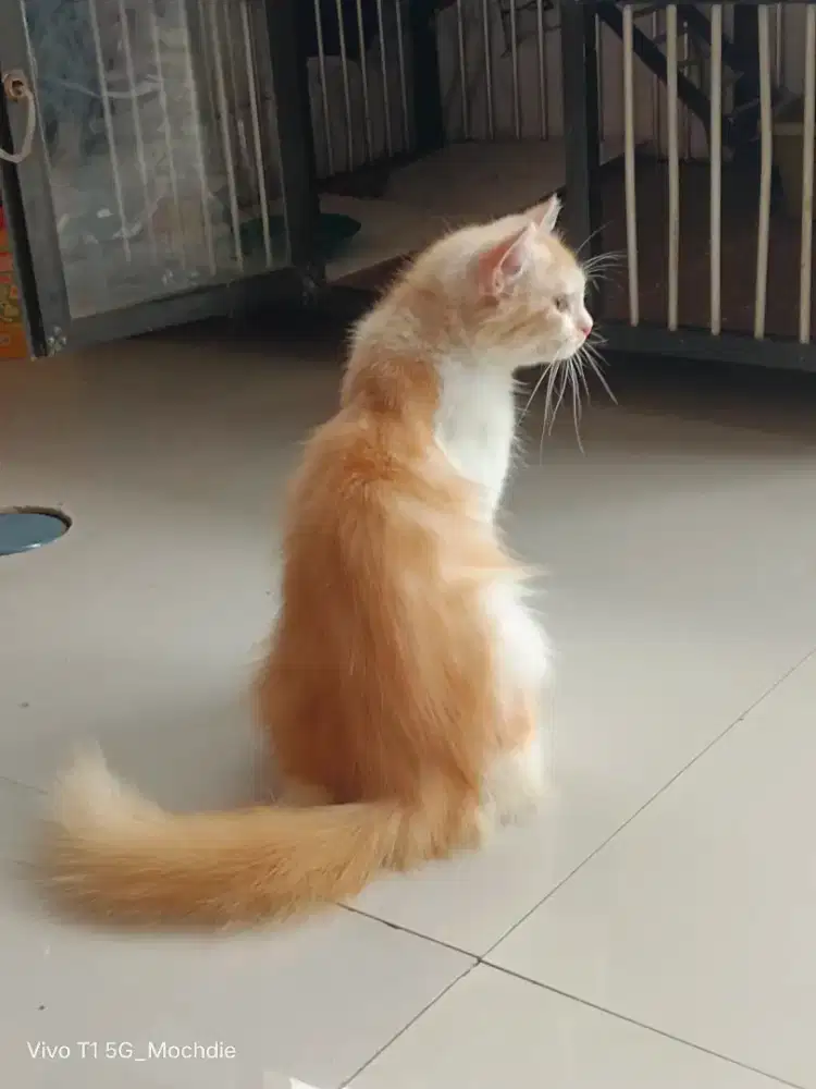 Kandang Kucing, isi!