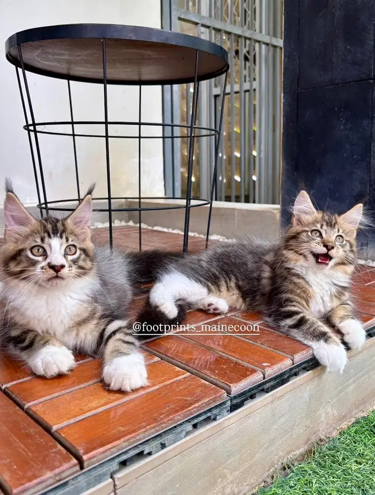 Limited Offer Kitten Mainecoon Kucing Maine Coon