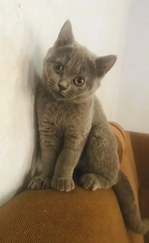 Kitten british shorthair (bsh) betina murmer