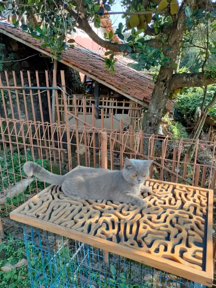 British shorthair