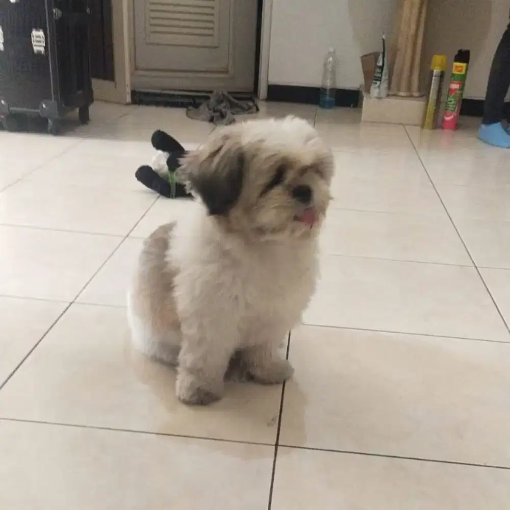 Shihtzu dewasa betina