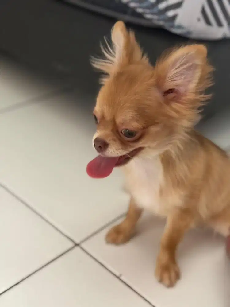 Chihuahua longhair