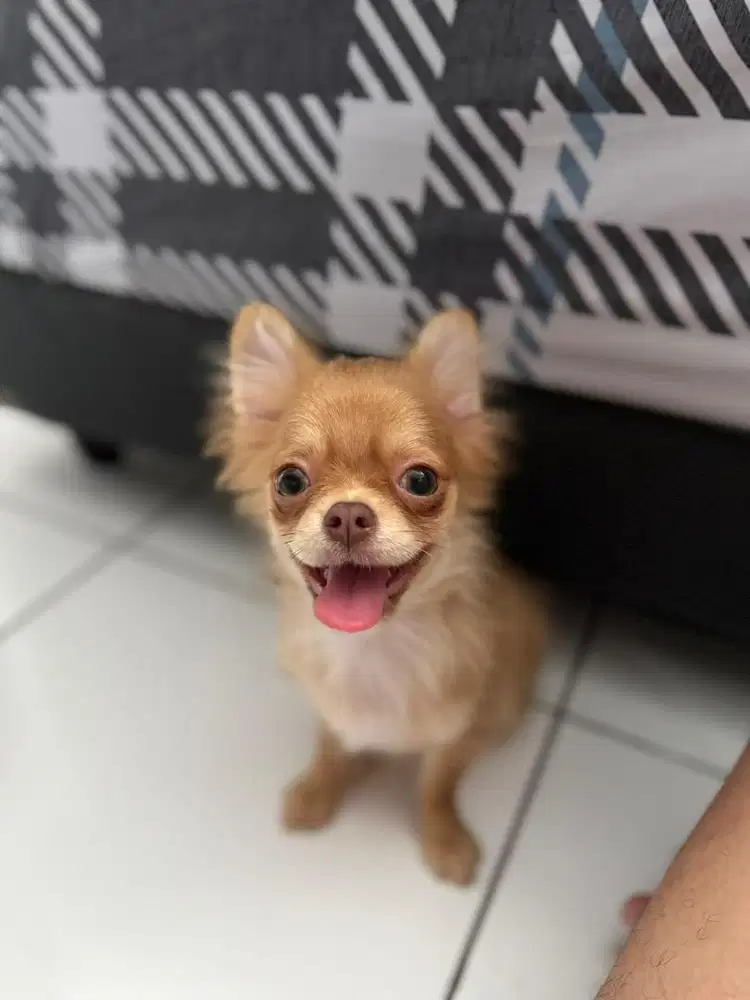 Chihuahua longhair