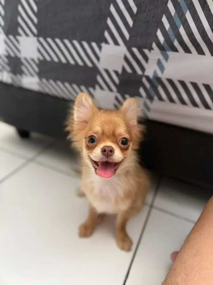 Chihuahua longhair