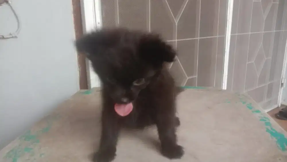 Minipom black betina