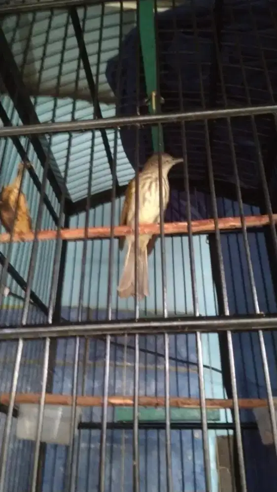 Jual sirih sirih kandang pke kandang lb