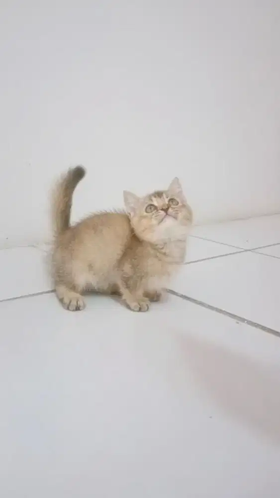 Kucing munchkin british shorthair bsh kitten golden