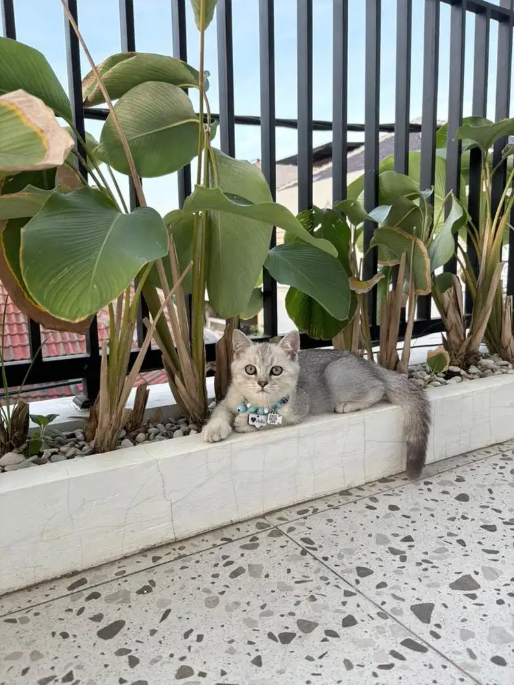 Kucing BSH British Short Hair Kitten