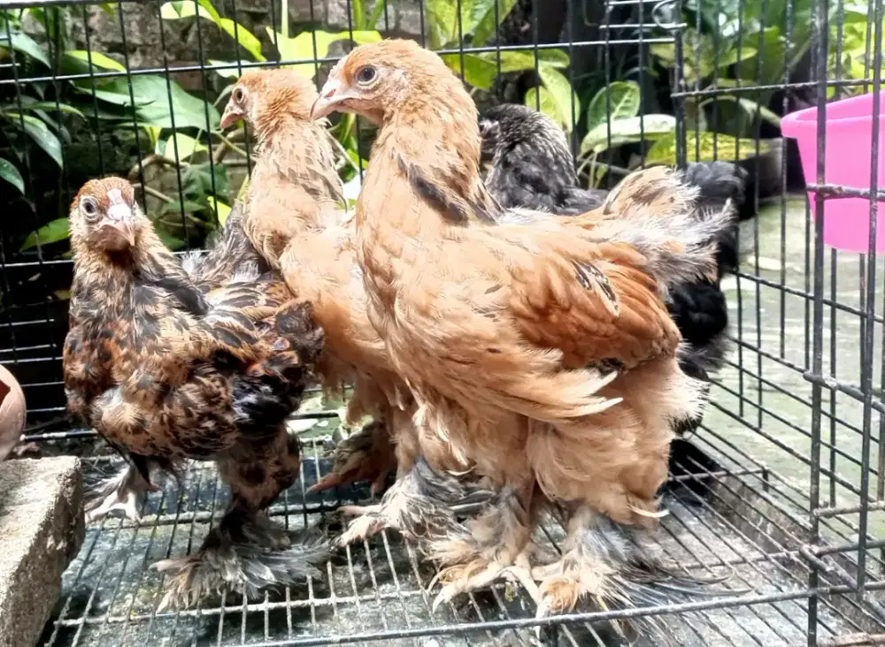 ayam Brahma anakan