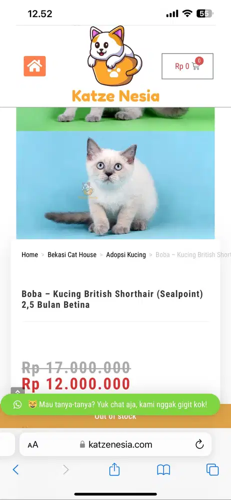 BRITISH SHORTHAIR (Seal Point) NonPed