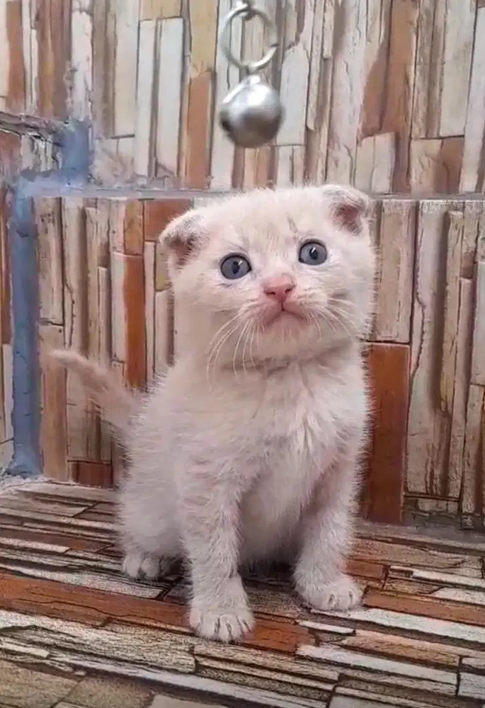 Scottish fold jantan cream