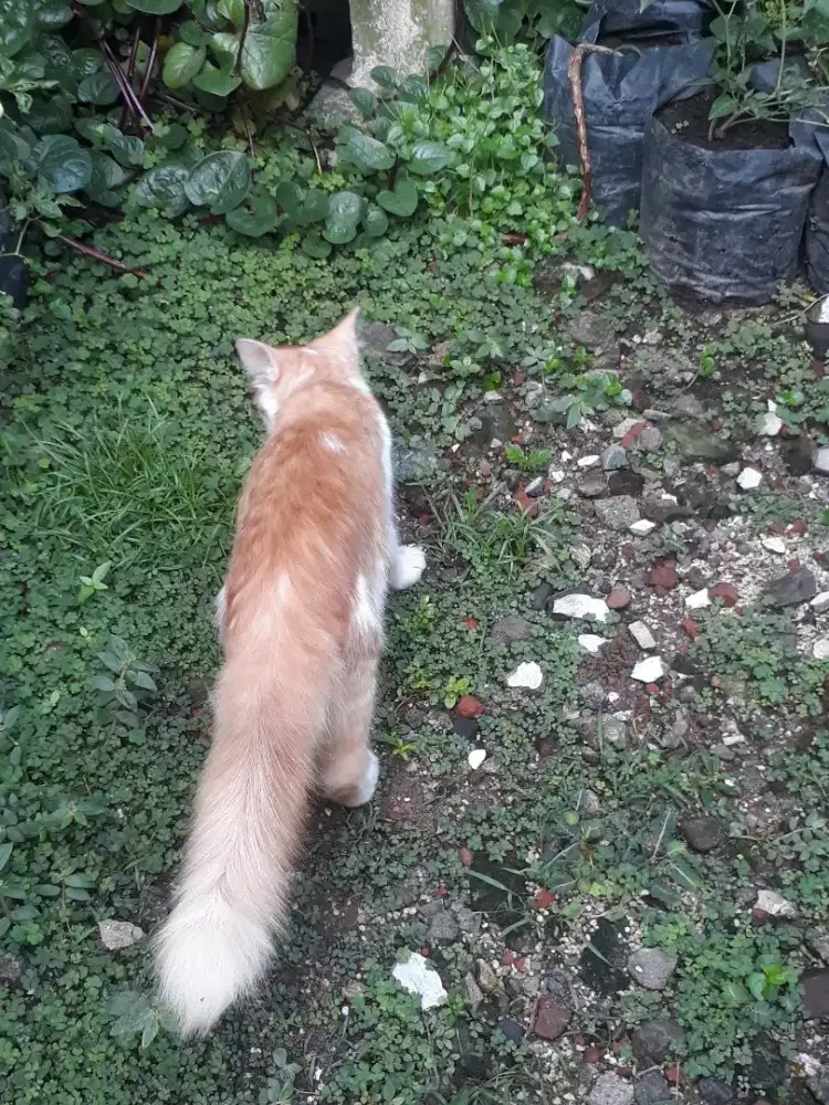 kucing persia anggora jantan