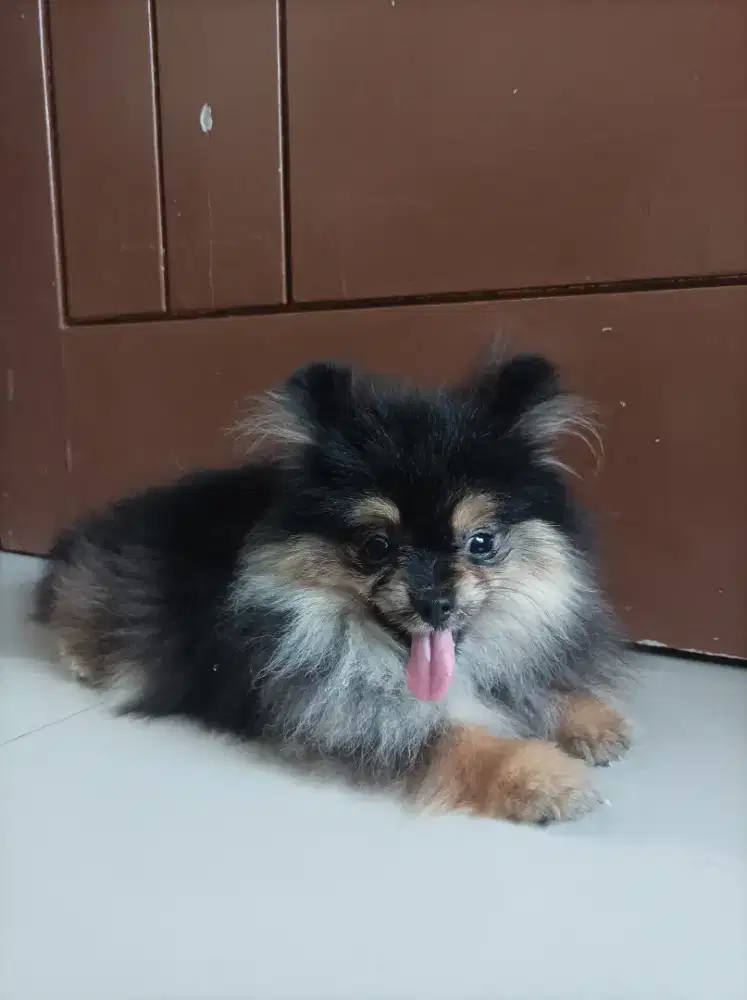 Black tan minipom puppies