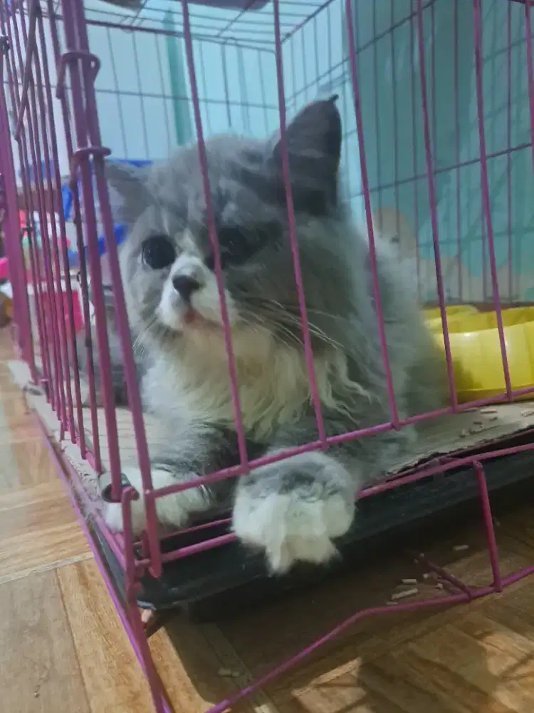 kucing Persia ganteng
