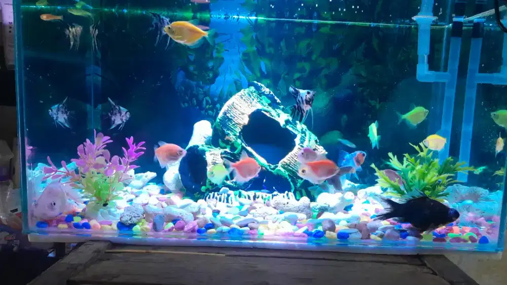 jual aquarium pemakaian baru 1 minggu