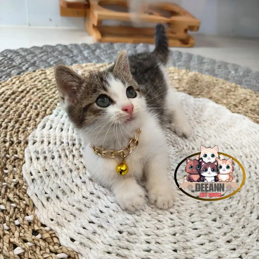 Kucing Munchkin BSH Bicolor Black Brown