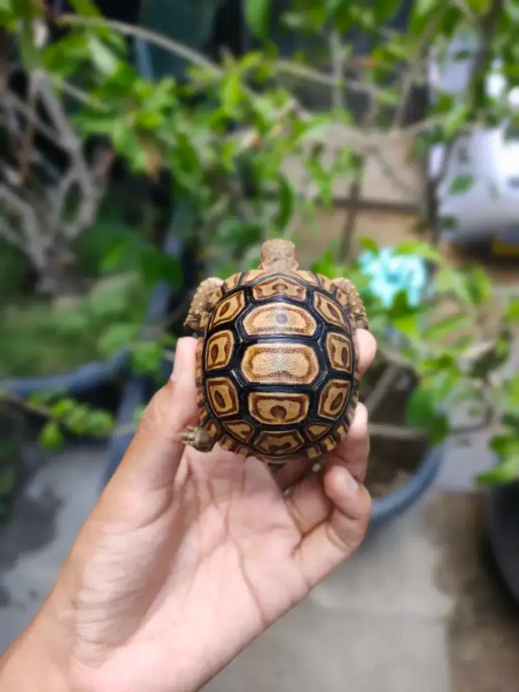Pardalis Baby 5,3-5,8cm sehat makan rakus bukan Sulcata