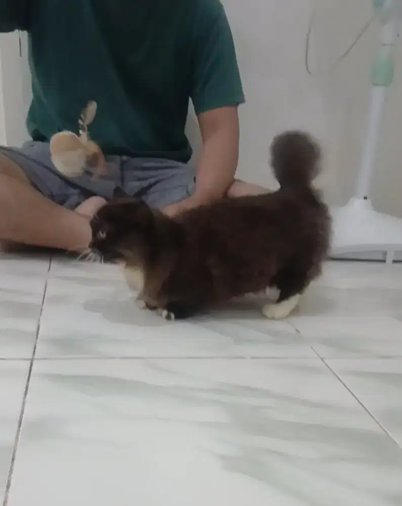 Kitten Munchkin Kucing Cebol Kaki Pendek