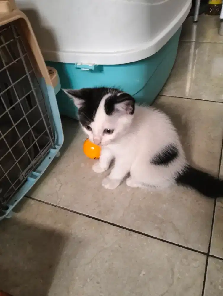 Open Adop kucing kiten