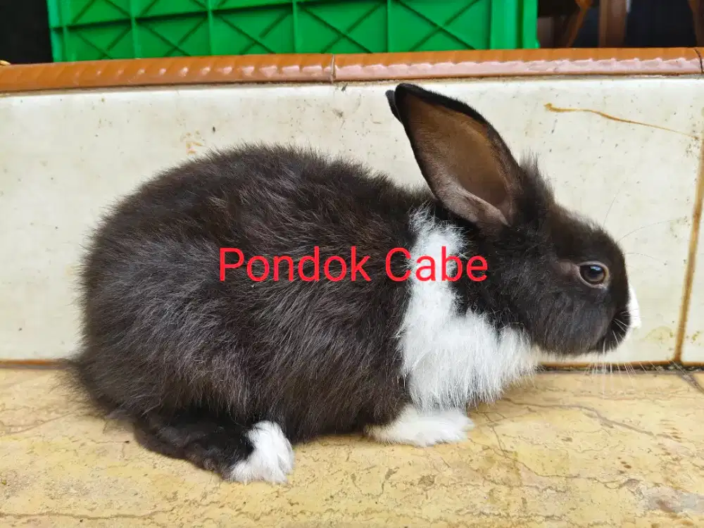 Kelinci Lokal Hias