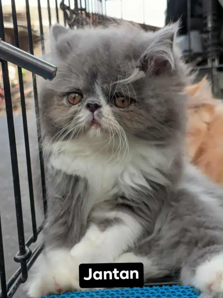 Kucing Peaknose Kitten