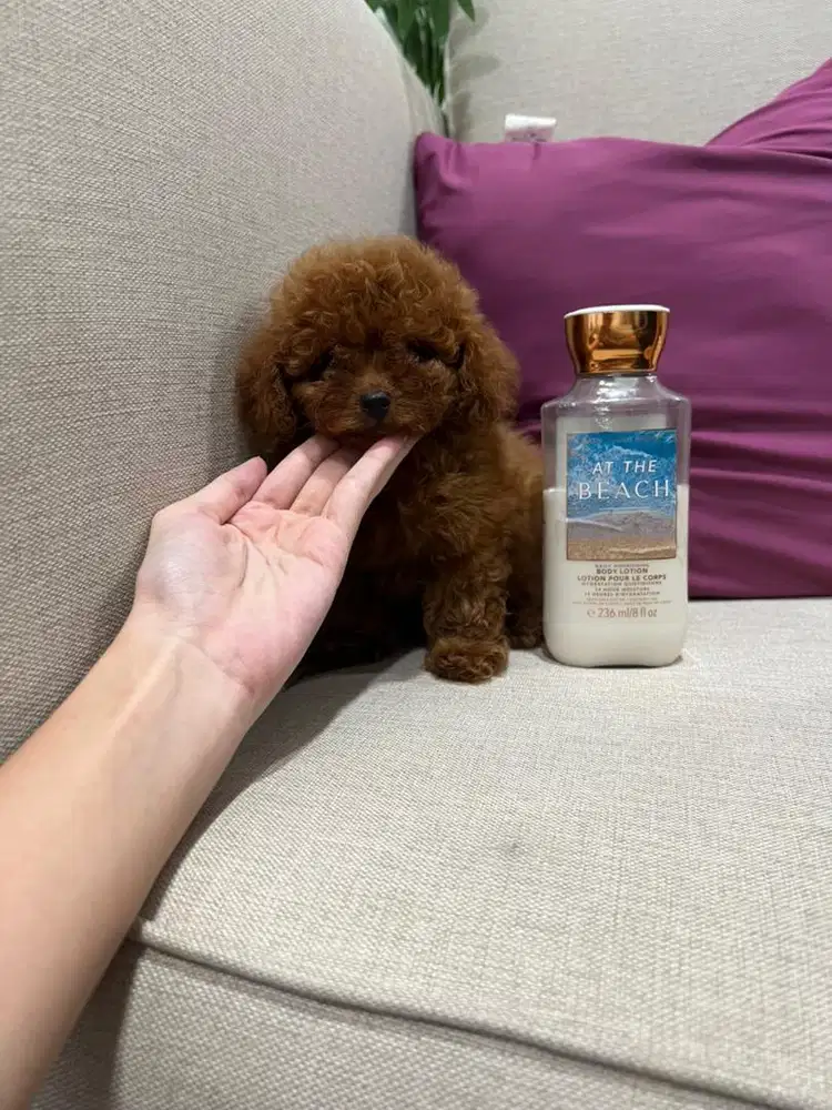 Tiny Toy Poodle Betina