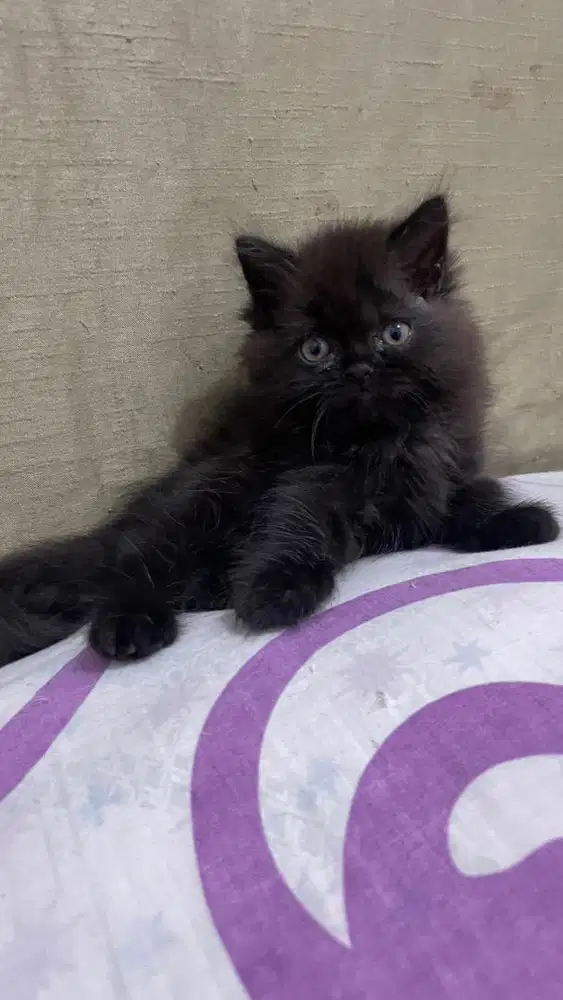 lepas adop persia mix himalaya jantan
