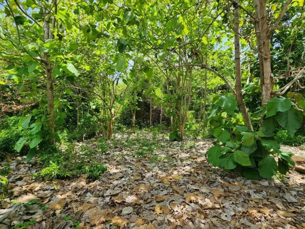 Dijual Tanah lokasi Strategis dekat GWK di Jimbaran