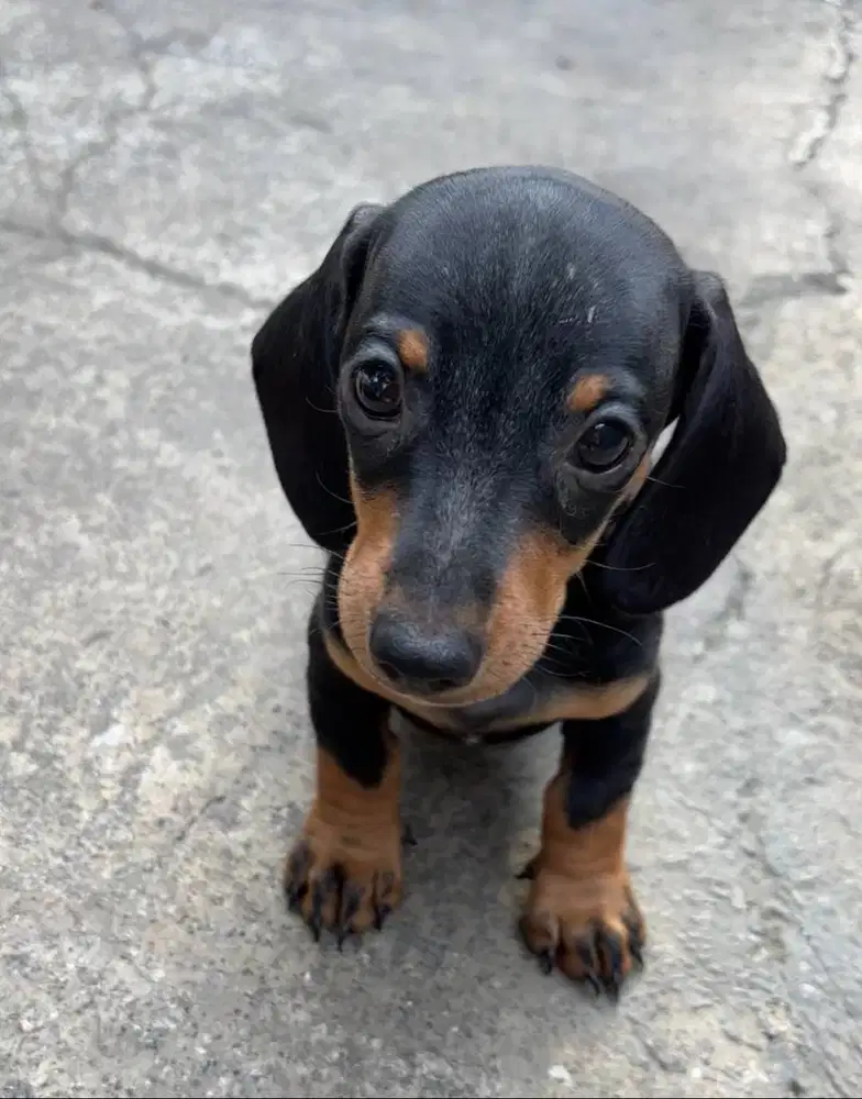 Mini Tekel (Miniature Dachshund)