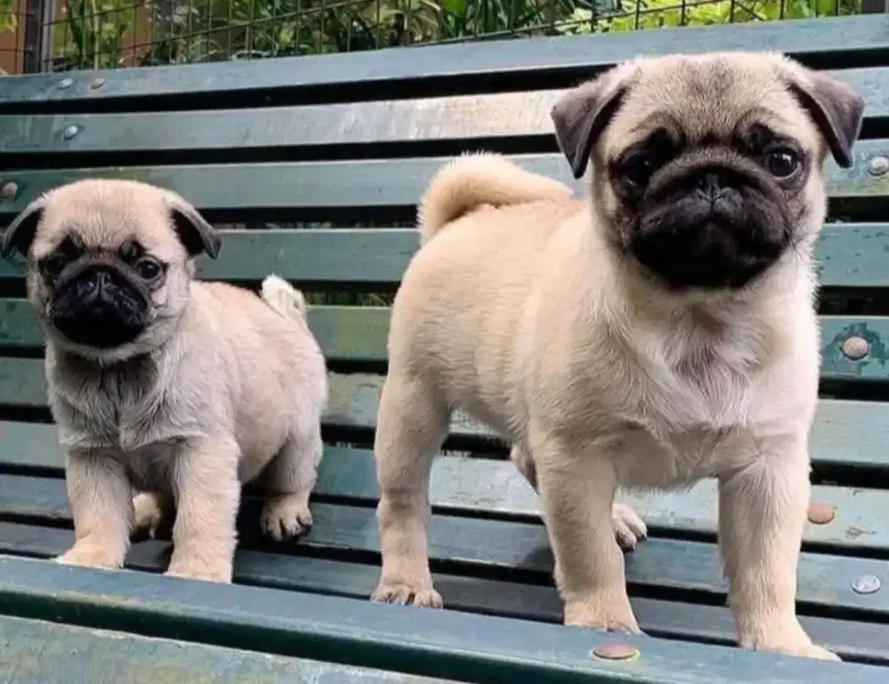 DIJUAL ANAK ANJING PUG