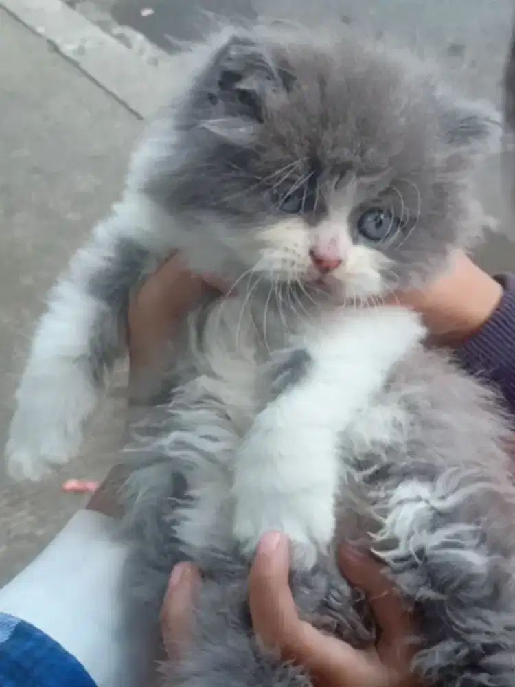 Kucing Persia Flatnose Abu Putih