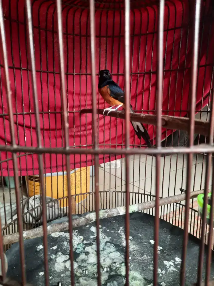 Murai batu pastol APBN double ring fullsheet
