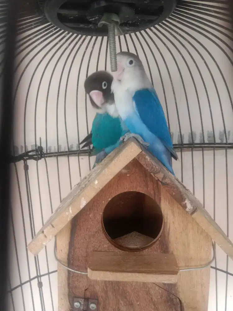 Lovebird Sepasang