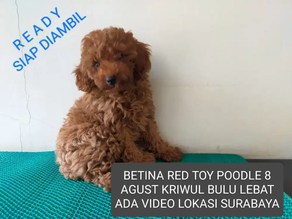 READY SIAP DIAMBIL BETINA RED TOY POODLE LAHIR 8 AGT KRIWUL BULU LEBAT