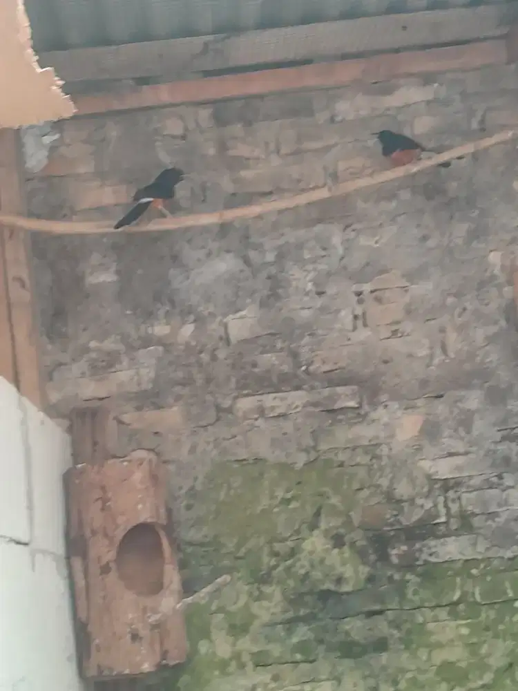 1 pasang murai batu produksi