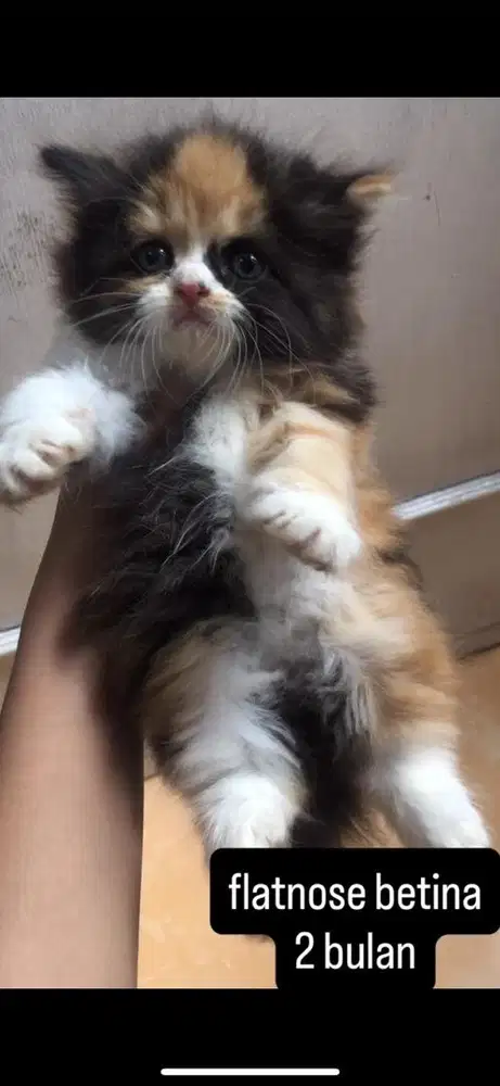 kucing flatnose kitten
