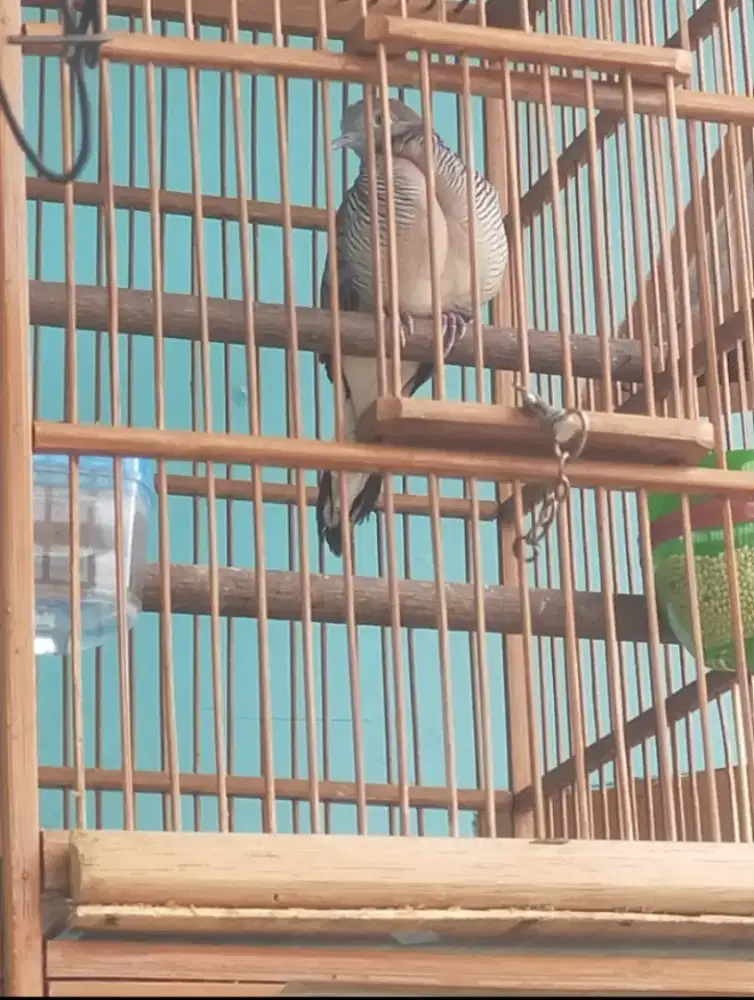 Perkutut perkutut