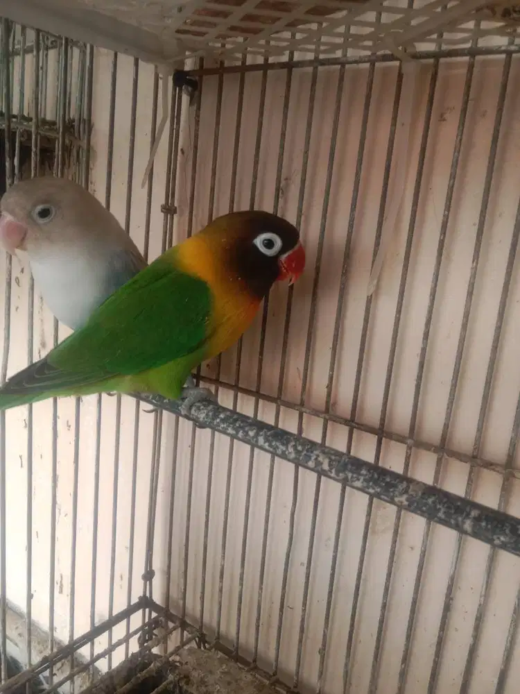Love bird Lovebird