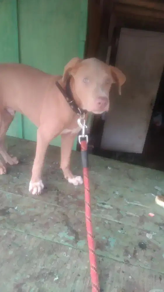 Pitbull anakan /pupy 3 bulan