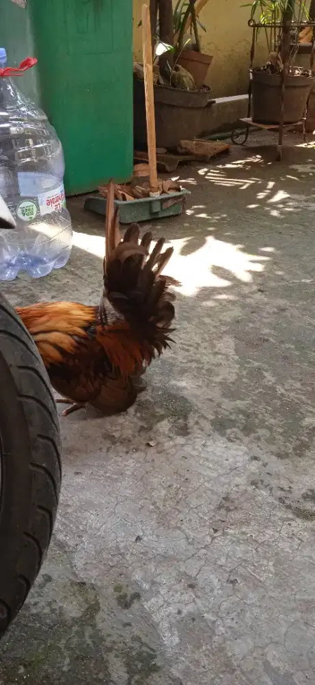 Ayam Kate ori warna batik