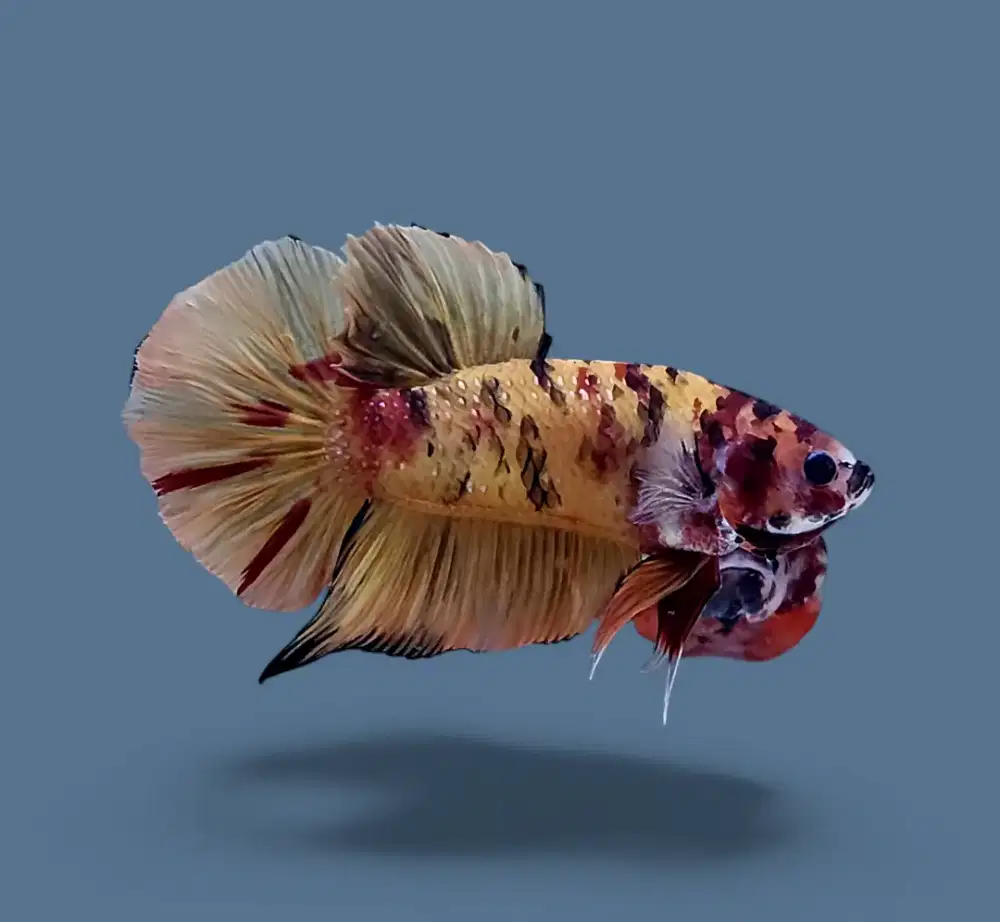 ikan cupang giant nemo fullblok