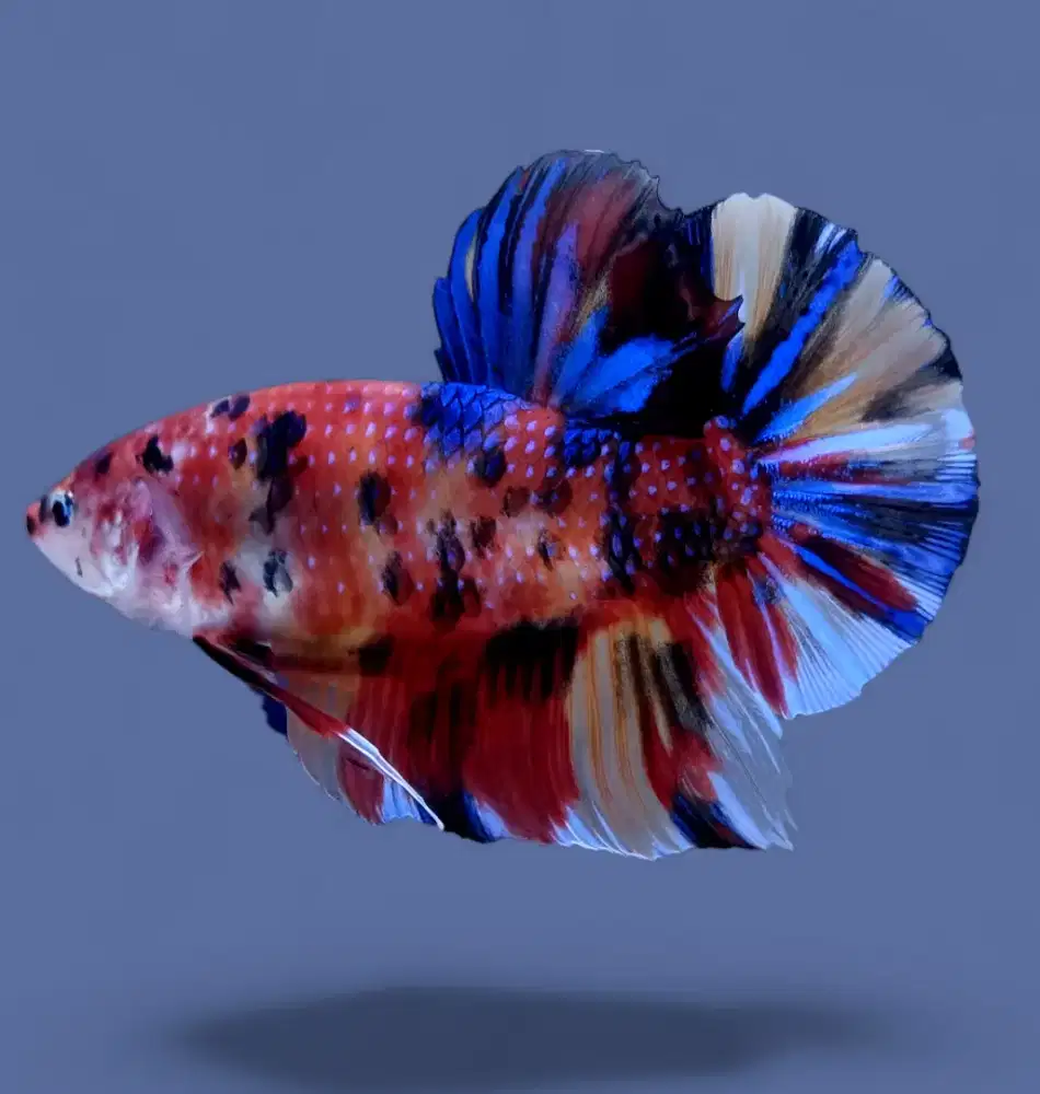 ikan cupang giant multicolor candy